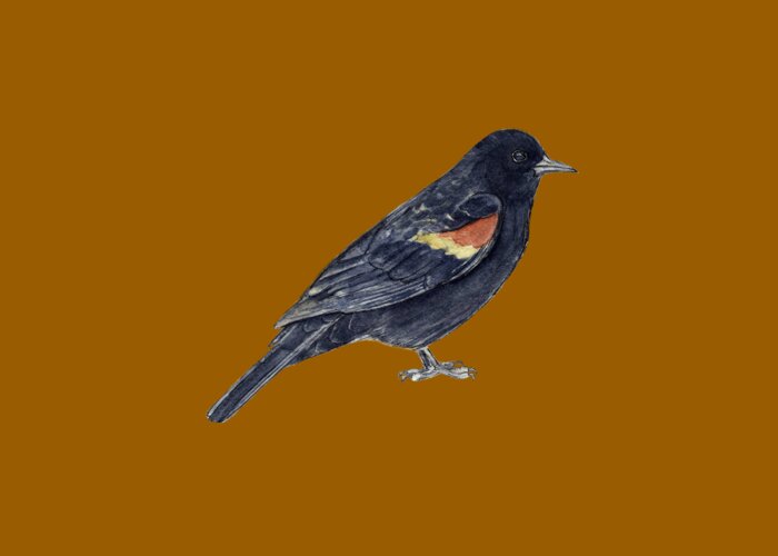 Red-Winged Blackbird Greeting Cards by Nature Notes
