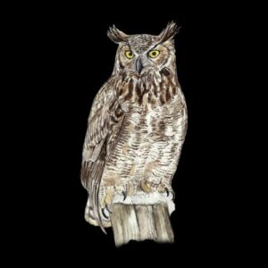 Regal Owl on Wooden Perch Greeting Cards by Nature Notes