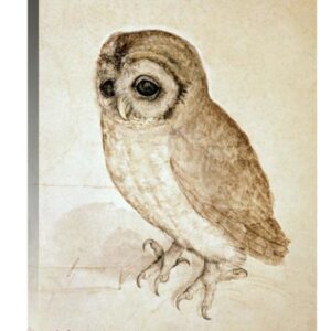 Screech Owl by Albrecht Durer – 22 x 30 in. Gallery Wrapped Canvas