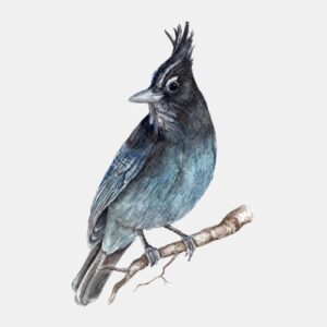 Steller's Jay Perched on a Branch Greeting Cards by Nature Notes