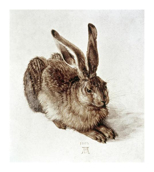 The Young Hare by Albrecht Durer