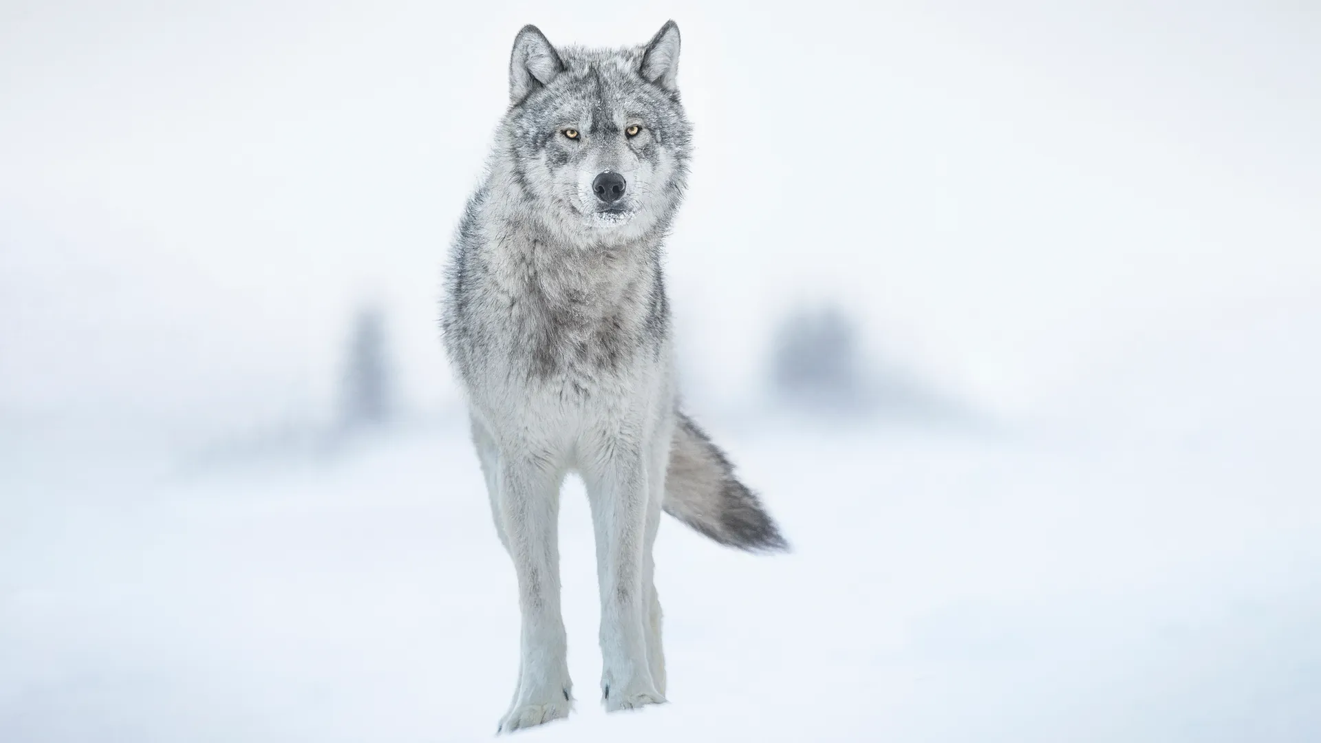 White Wolves in North America: The Ghosts of the Wilderness
