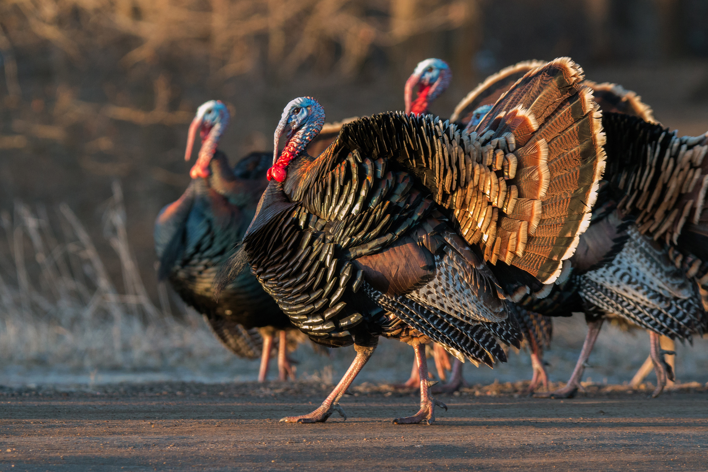 Wild Turkeys of North America: A Remarkable Conservation Success Story