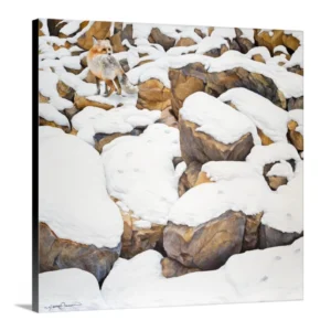 Fox in Rocks Limited Edition Giclee Canvas Print by James Corwin