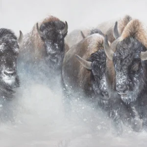 The Thundering Herd – Buffalo – Limited Edition Giclee Canvas Print by James Corwin