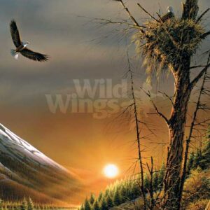 Flying Free – Bald Eagles – Pinnacle Print