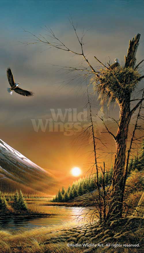 Flying Free – Bald Eagles – Pinnacle Print