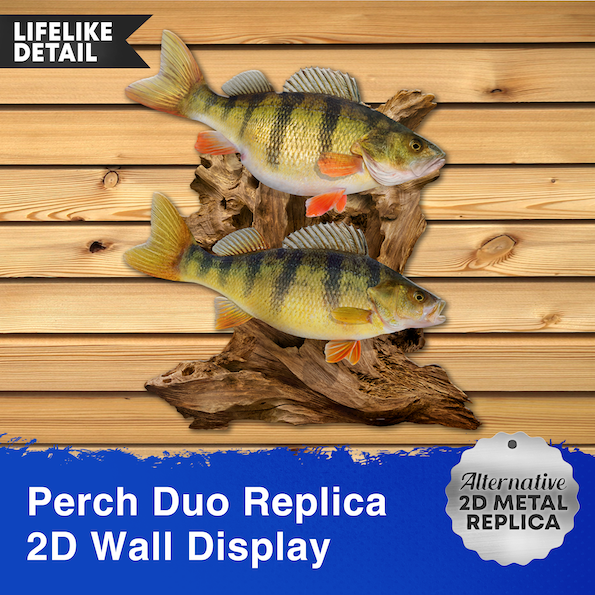 Perch Replica Driftwood Scene