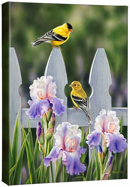 Picket Fence - Goldfinches - 18" x 13" Gallery Wrapped Canvas