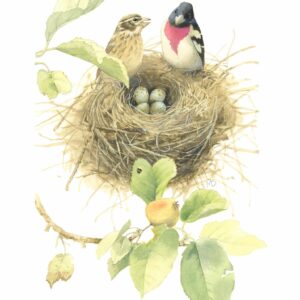 Starting a Family of Rose Breasted Grosbeaks - 11″ x 14″ Art Print