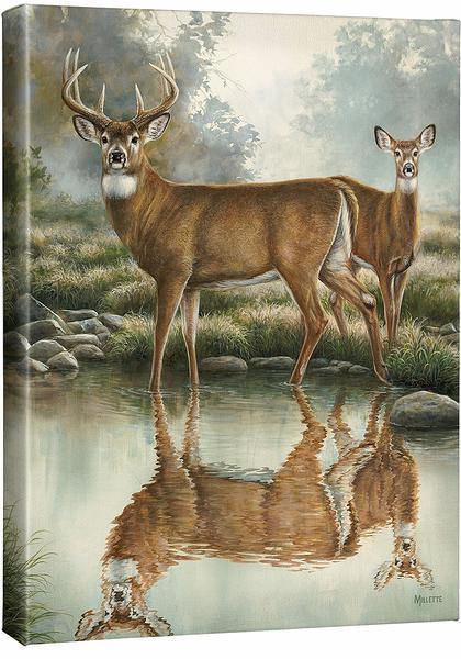 Tranquil Waters - Whitetail Deer - 20.5" x 16" Gallery Wrapped Canvas