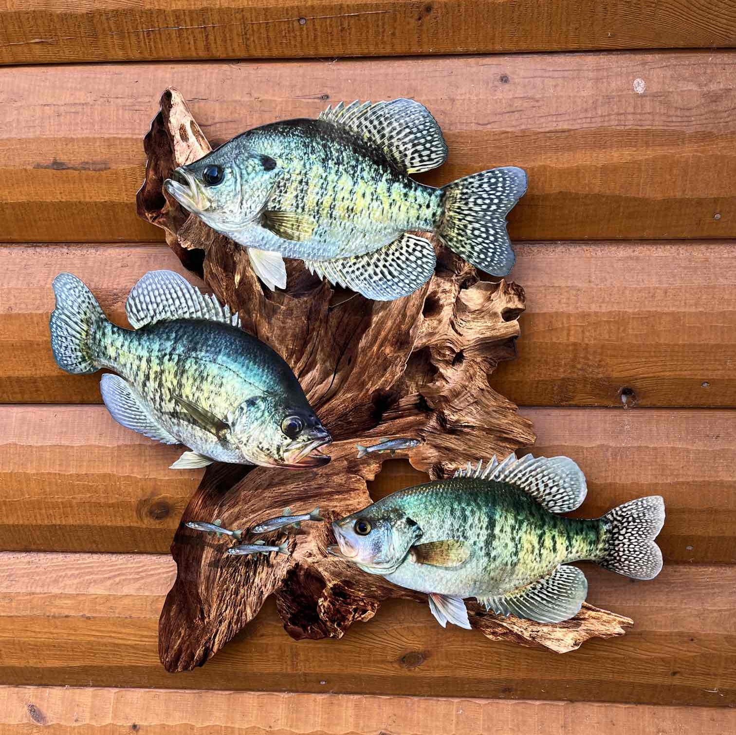 White Crappie Replica Driftwood Scene