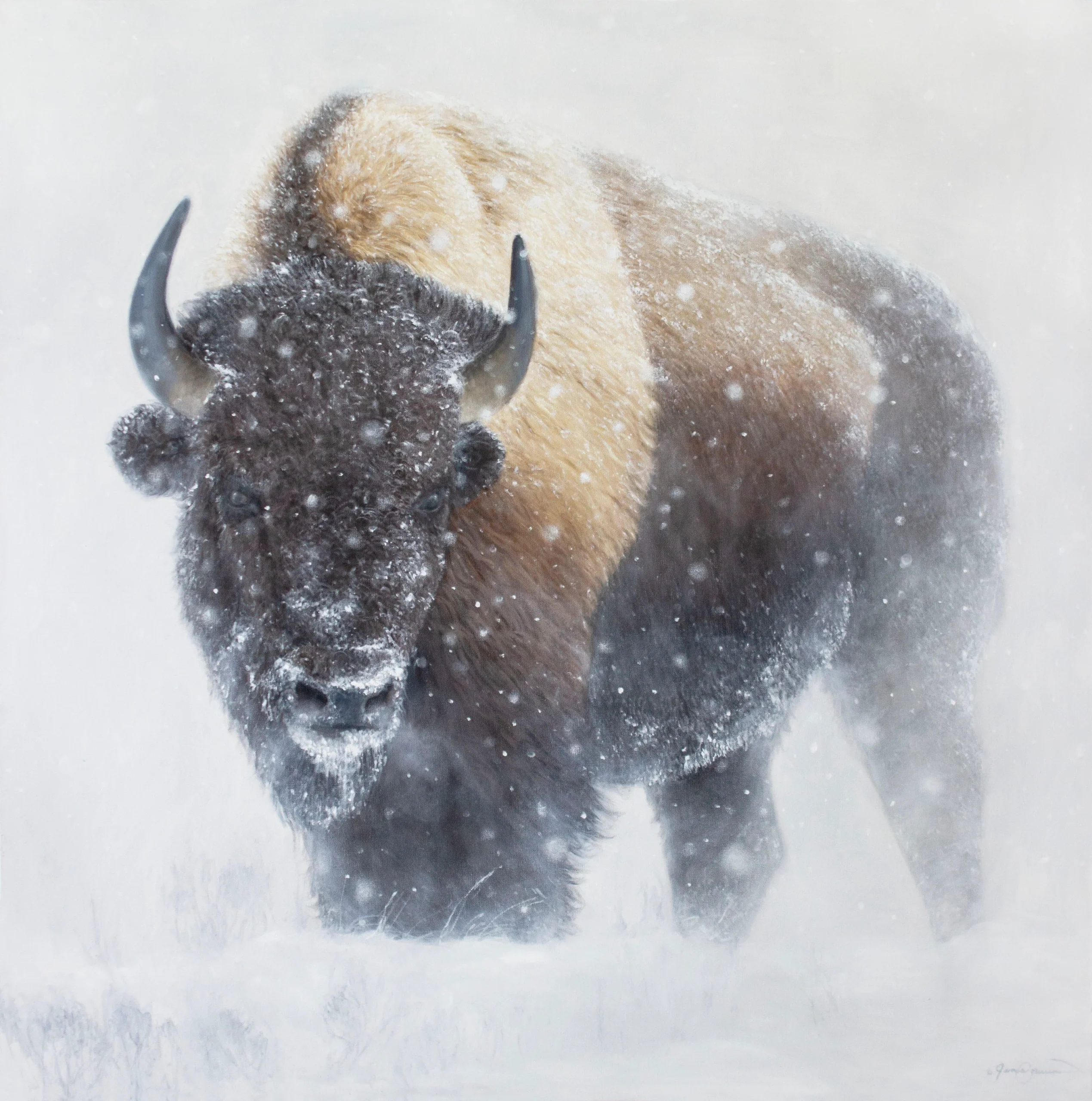Whiteout - Bison in Snow - Open Edition Print by James Corwin
