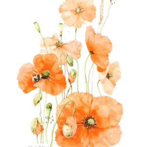 Blooming Poppies – 11″ x 14″ Art Print