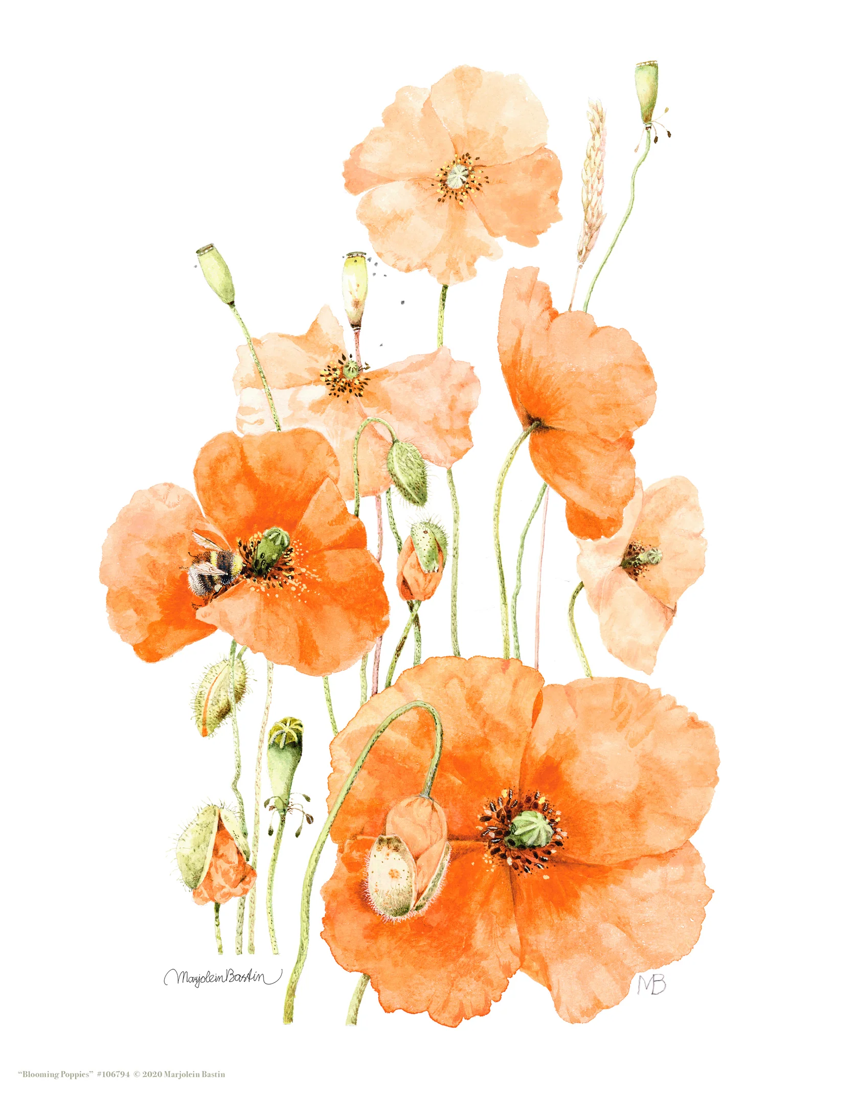 Blooming Poppies – 11″ x 14″ Art Print
