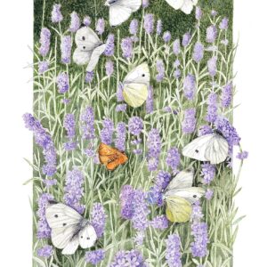 Dancing Small Whites – 11″ x 14″ Art Print