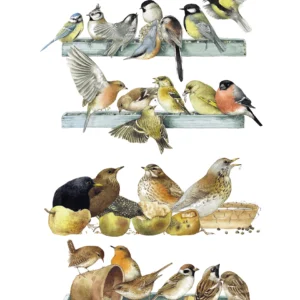Fast Food Counter - Wild Bird Feeding - 11″ x 14″ Art Print