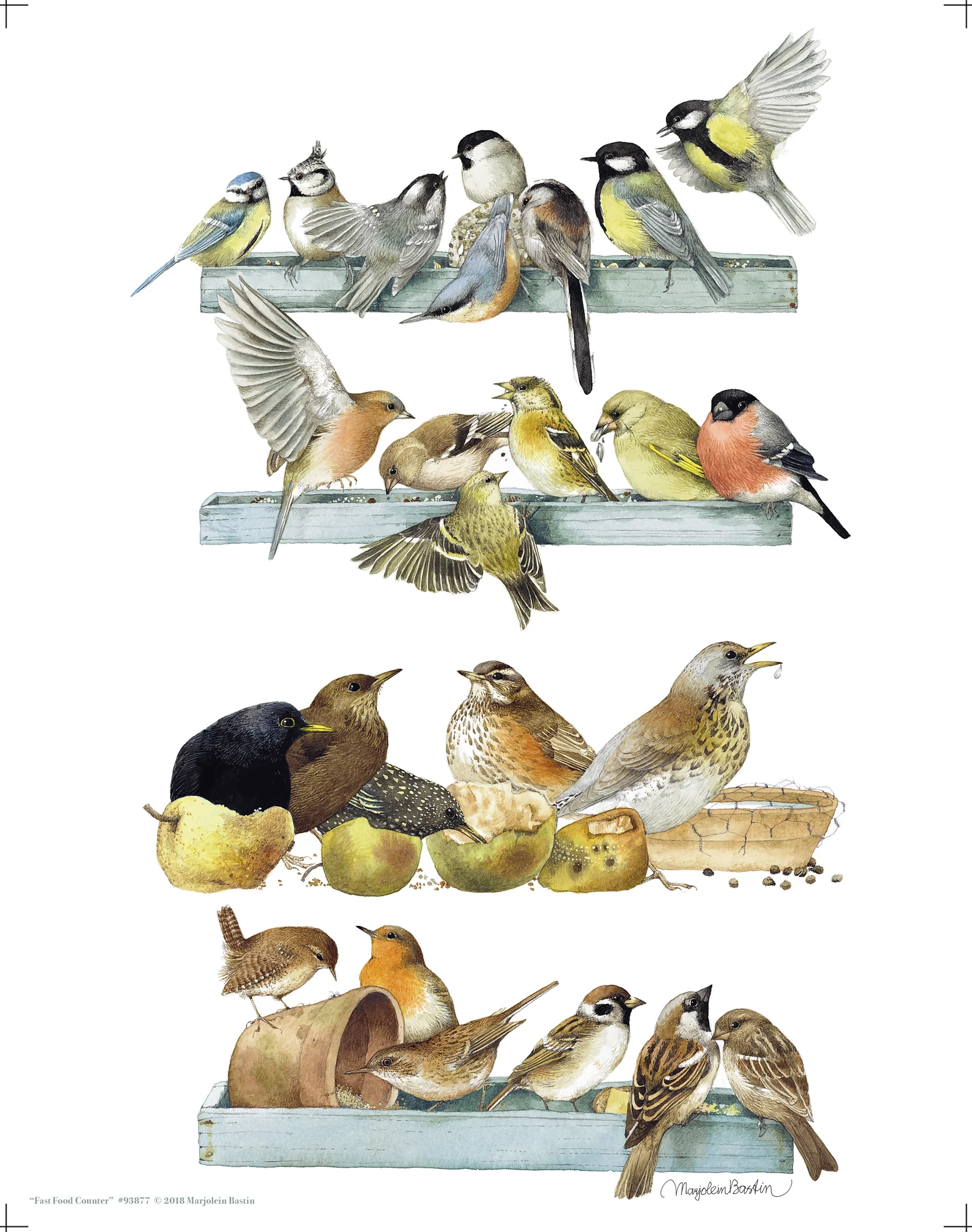 Fast Food Counter - Wild Bird Feeding - 11″ x 14″ Art Print