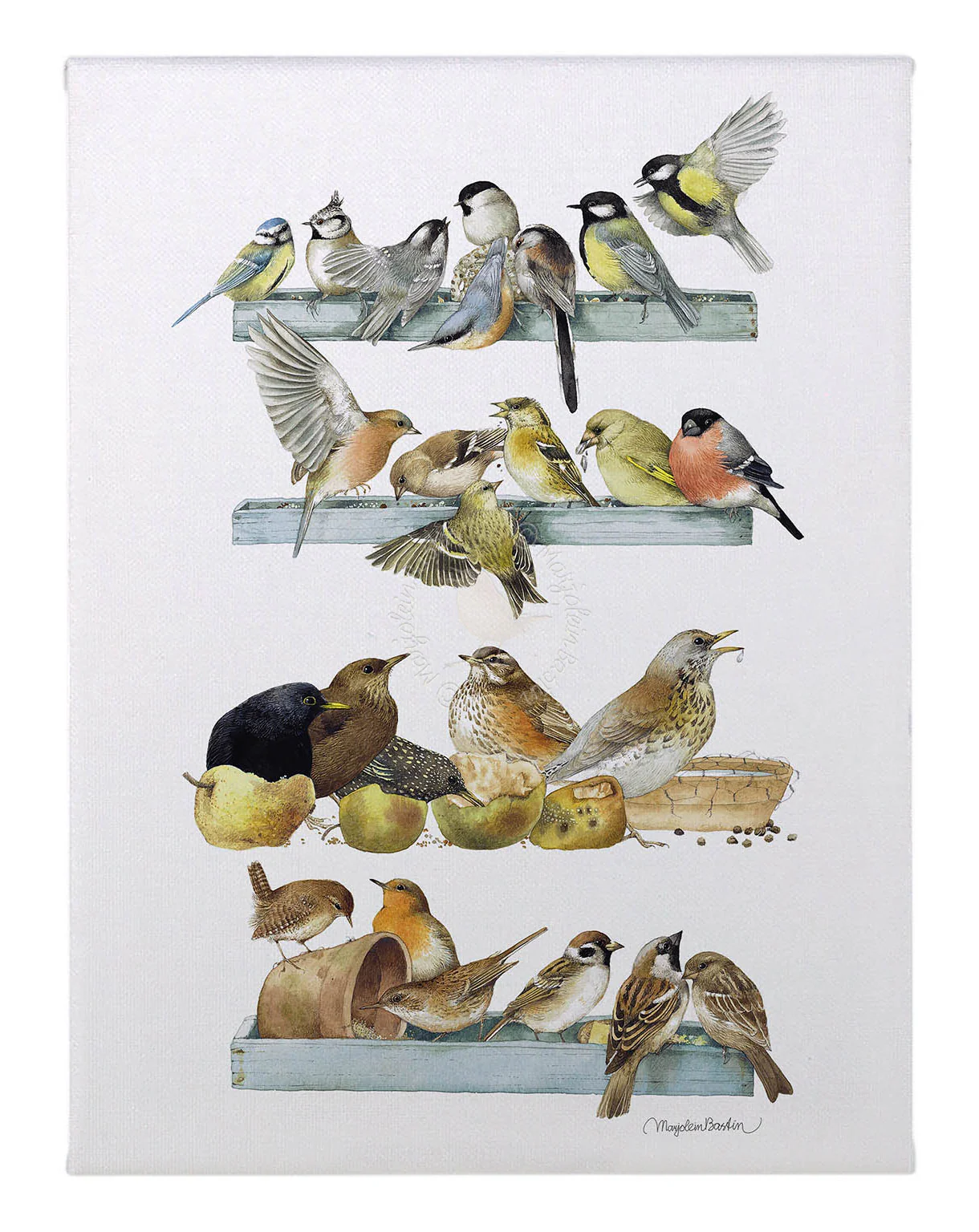 Fast Food Counter - Wild Bird Feeding - 12" x 9" Gallery Wrapped Canvas