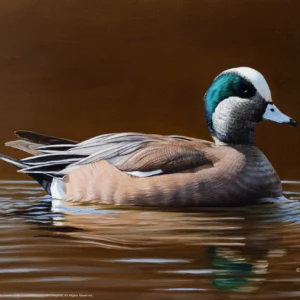 Golden Hour - American Wigeon - 11″ x 14″ Art Print