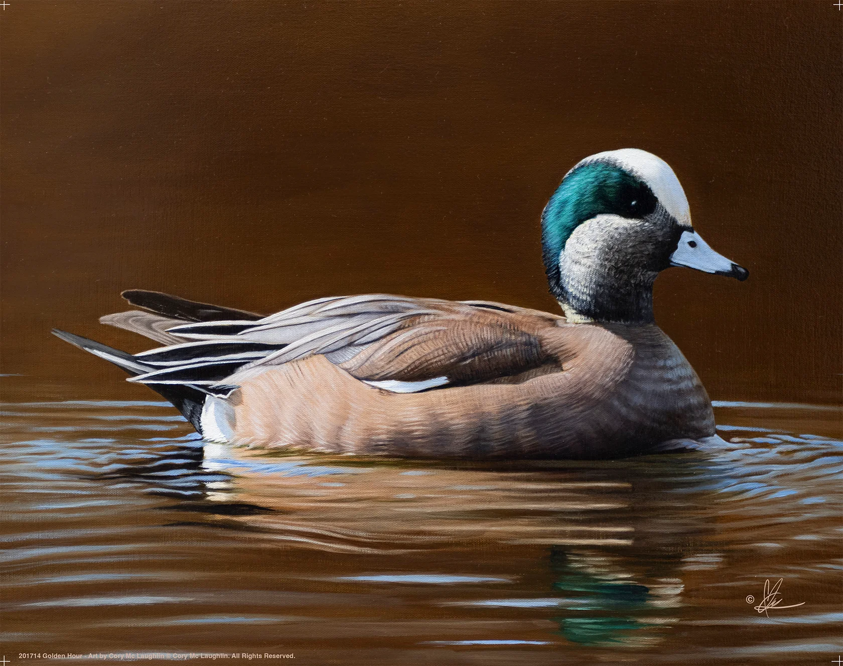 Golden Hour - American Wigeon - Art Prints