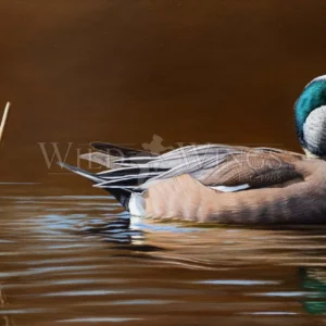 Golden Hour - American Wigeon - Limited Edition Canvas