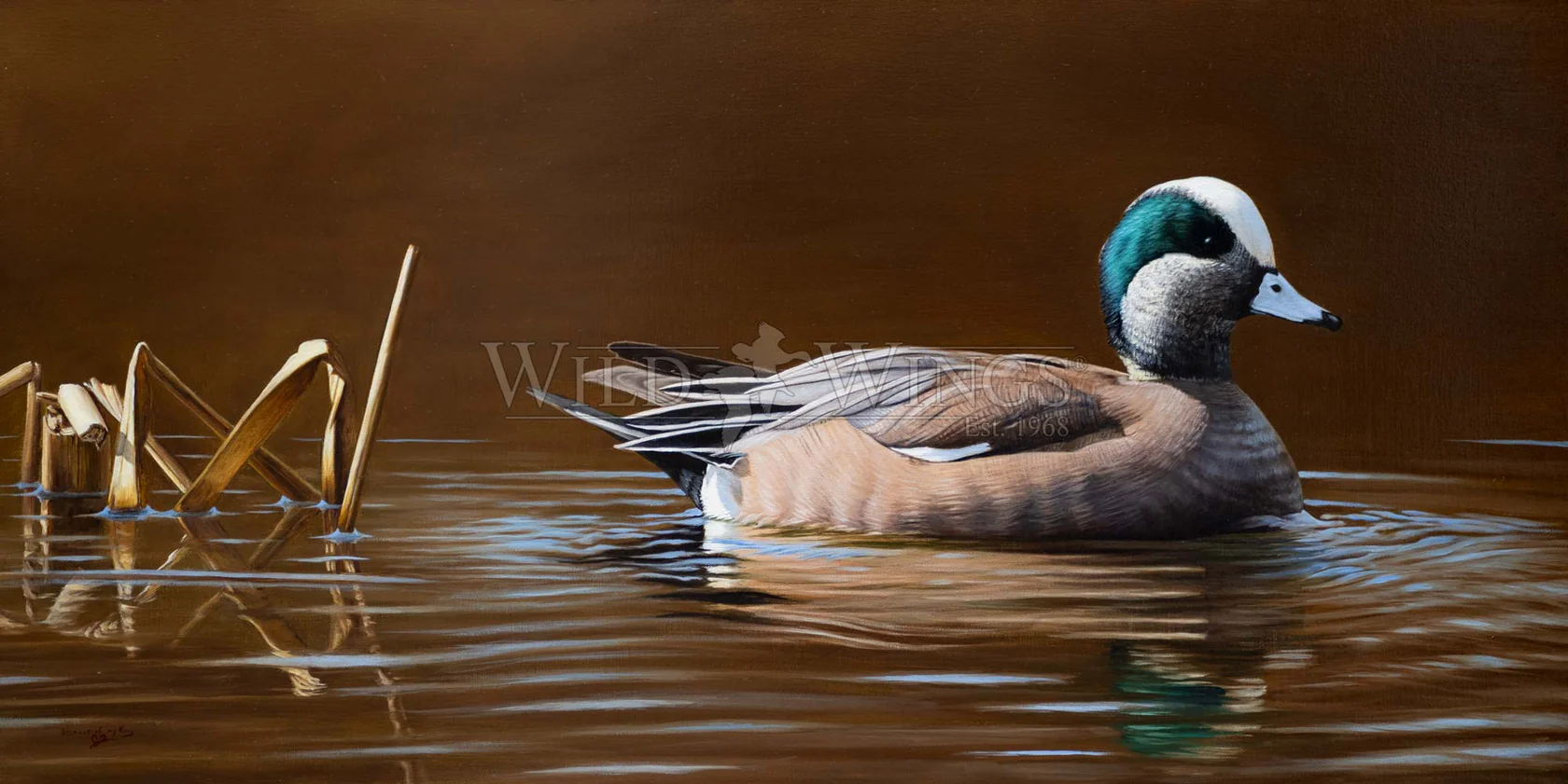 Golden Hour - American Wigeon - Limited Edition Canvas