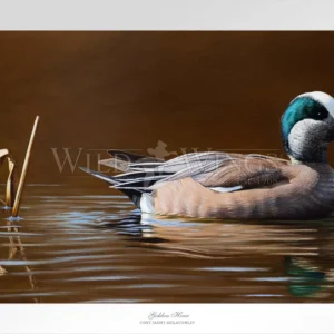 Golden Hour - American Wigeon - Limited Edition Paper