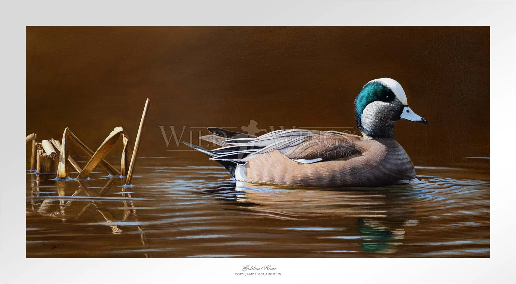 Golden Hour - American Wigeon - Limited Edition Paper