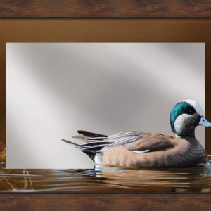 Golden Hour - American Wigeon - 16" x 24" Mirror Framed Barnwood