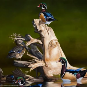 When the Water was Low - Wood Ducks - 11″ x 14″ Art Print