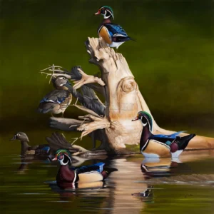 When the Water was Low - Wood Ducks - Limited Edition Canvas