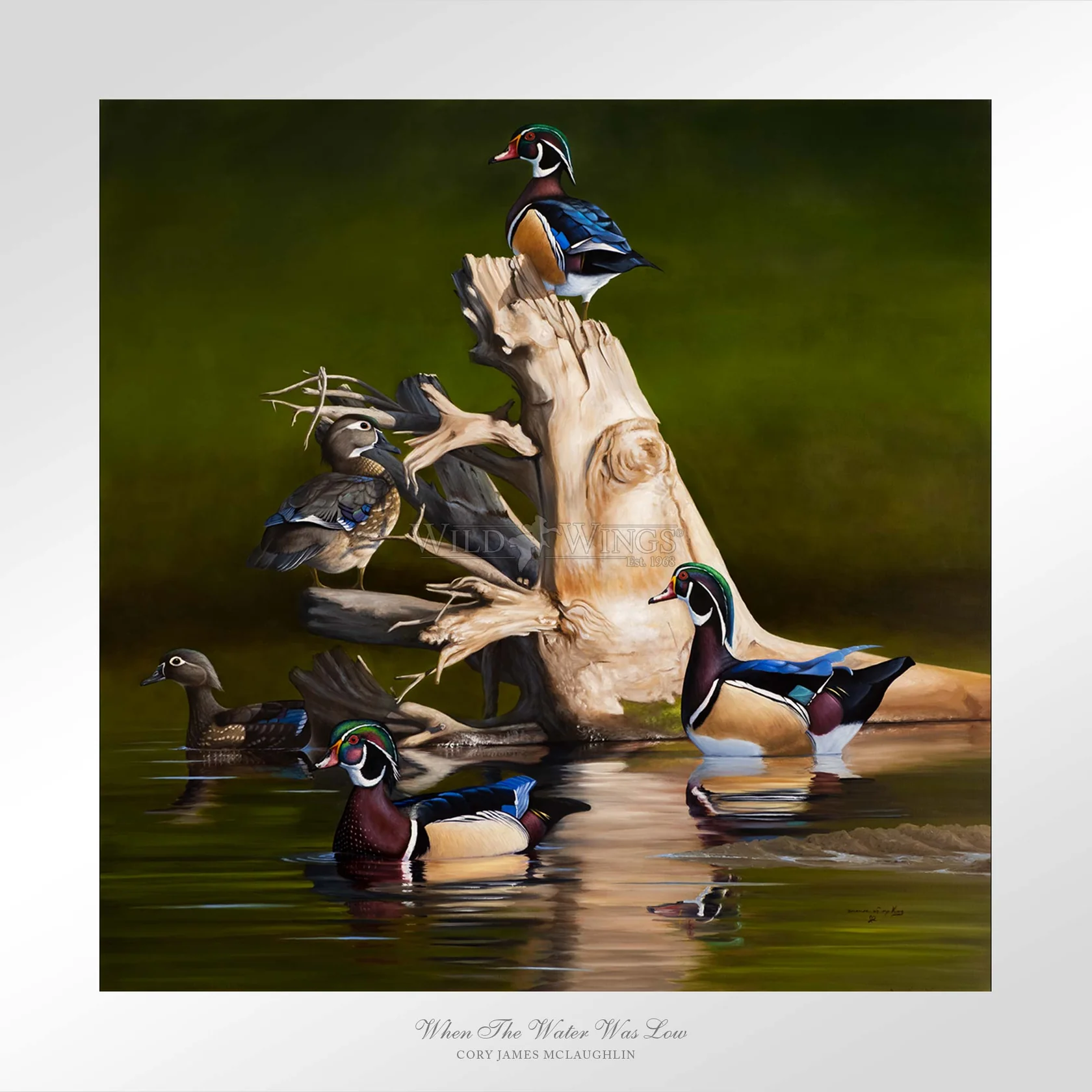 When the Water was Low - Wood Ducks - Limited Edition Paper