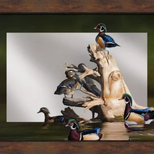 When the Water was Low - Wood Ducks - 24" x 16" Mirror Framed Barnwood