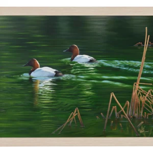 A Beautiful Day - Canvasback - 11″ x 14″ Art Print