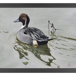 A Grey Kind of Day - Northern Pintail - 11″ x 14″ Art Print