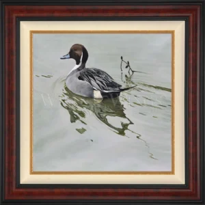 A Grey Kind of Day - Northern Pintail - Limited Edition Canvas