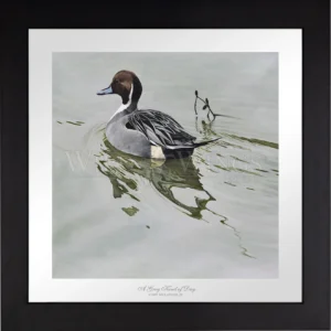 A Grey Kind of Day - Northern Pintail - Limited Edition Paper
