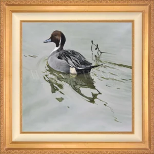 A Grey Kind of Day - Northern Pintail - Limited Edition Canvas
