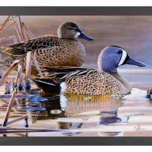 Early Morning Blues - Blue-winged Teal - 11″ x 14″ Art Print
