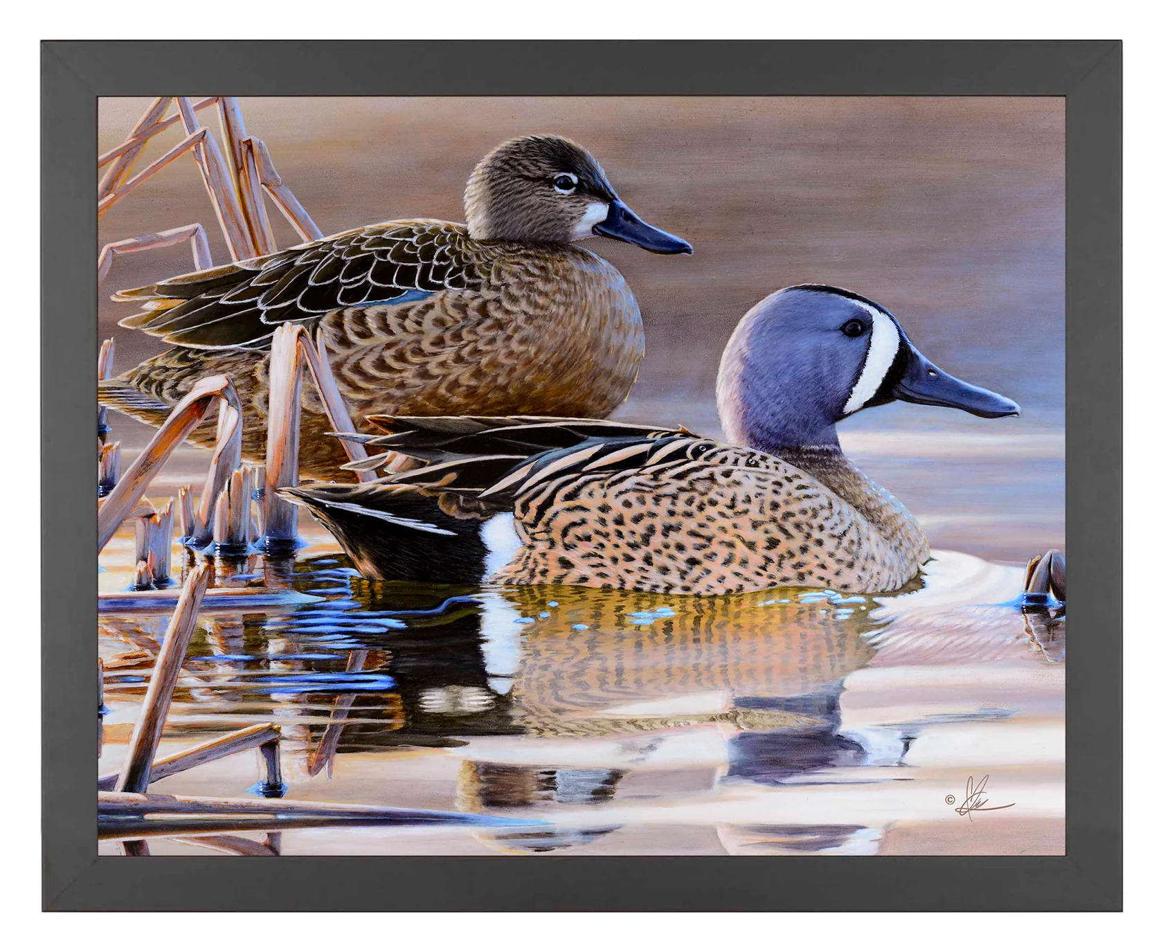 Early Morning Blues - Blue-winged Teal - 11″ x 14″ Art Print