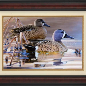 Early Morning Blues - Blue-winged Teal - Limited Edition Canvas