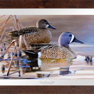 Early Morning Blues - Blue-winged Teal - Limited Edition Paper