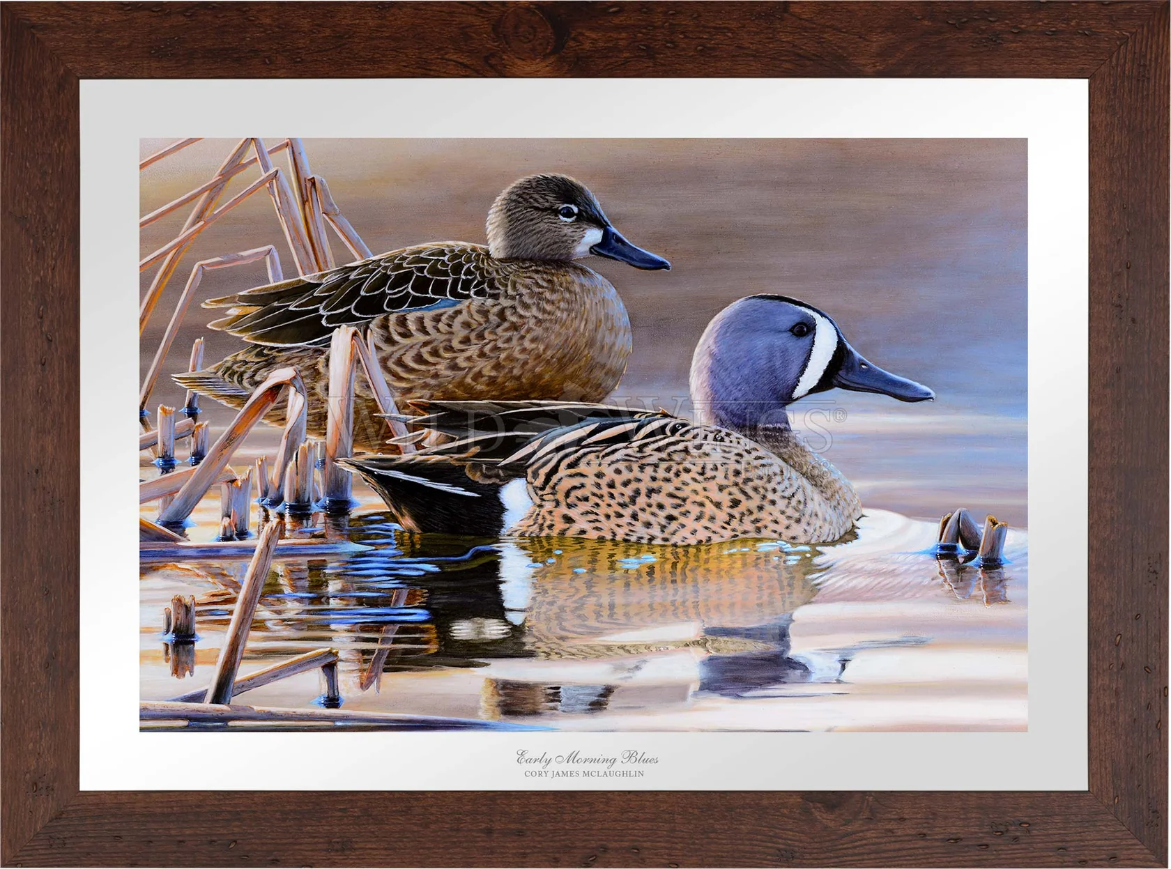 Early Morning Blues - Blue-winged Teal - Limited Edition Paper