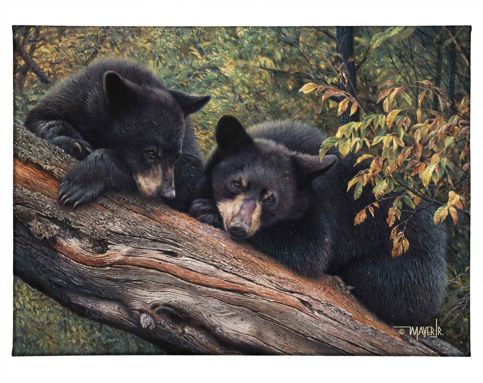 Mom’s Awaiting - Black Bears - 13" x 18" Gallery Wrapped Canvas