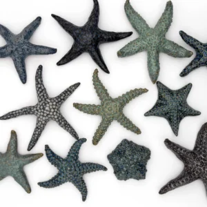 Super Sea Stars Ceramic Sculpture by Bronwen Weber