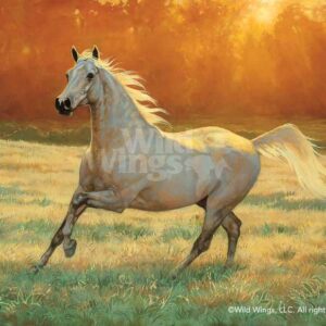 That's My Horse - Arabian Gray - Paper Print