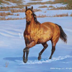 That's My Horse - Quarter Horse - Buckskin - Limited Edition Paper