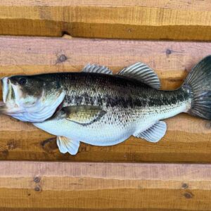 24 Inch 2D Largemouth Bass Replica Art