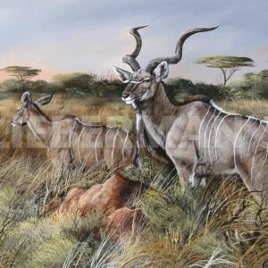 A Brief Look Back - Greater Kudu - Art Prints